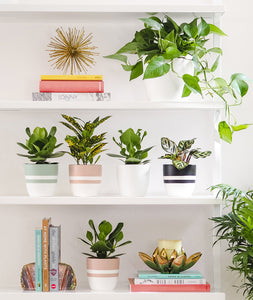 plant shelfie. colorful plants and pots. indoor plant decor