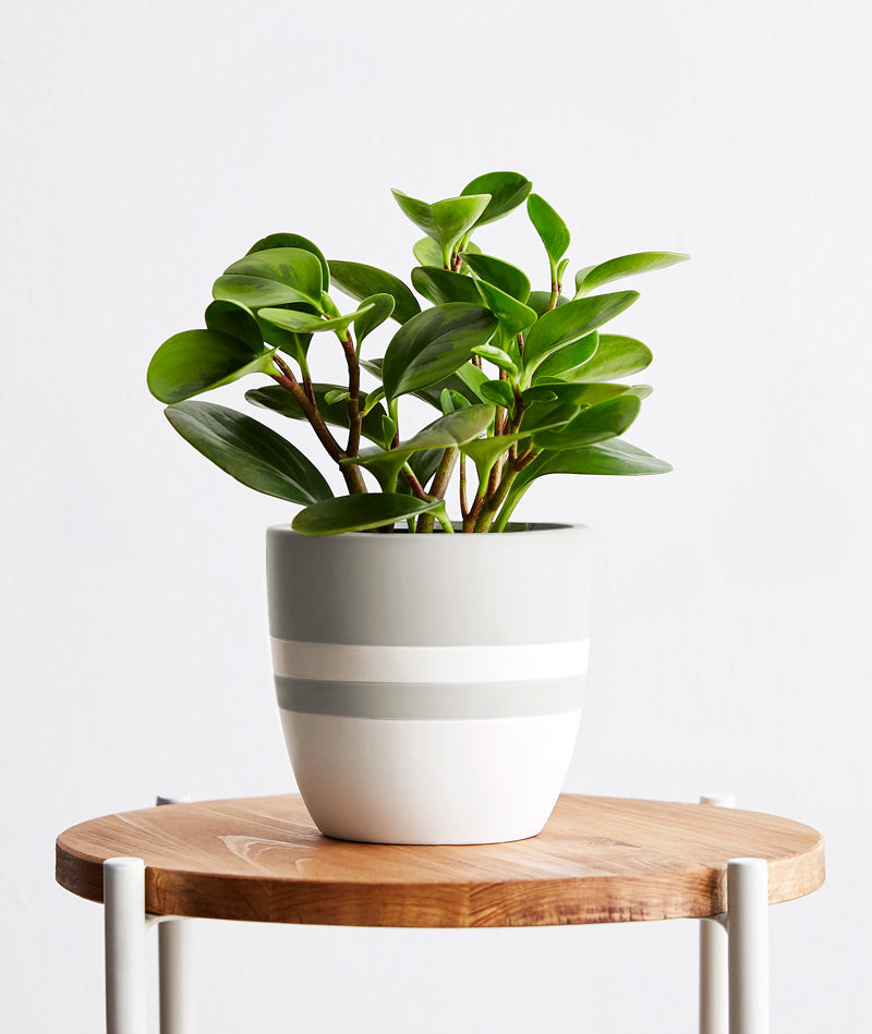 Peperomia - Ansel & Ivy