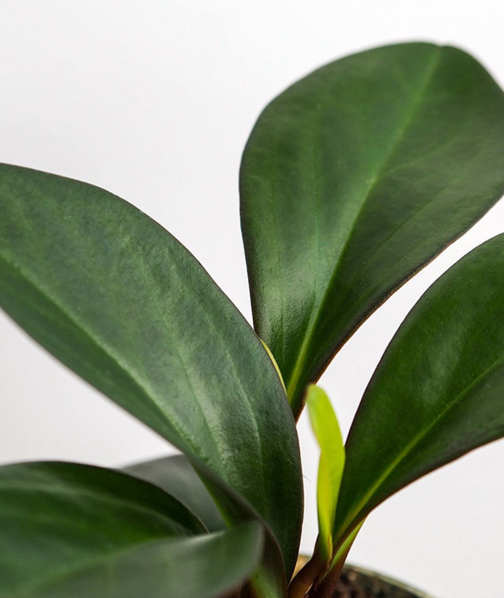 Peperomia Pair