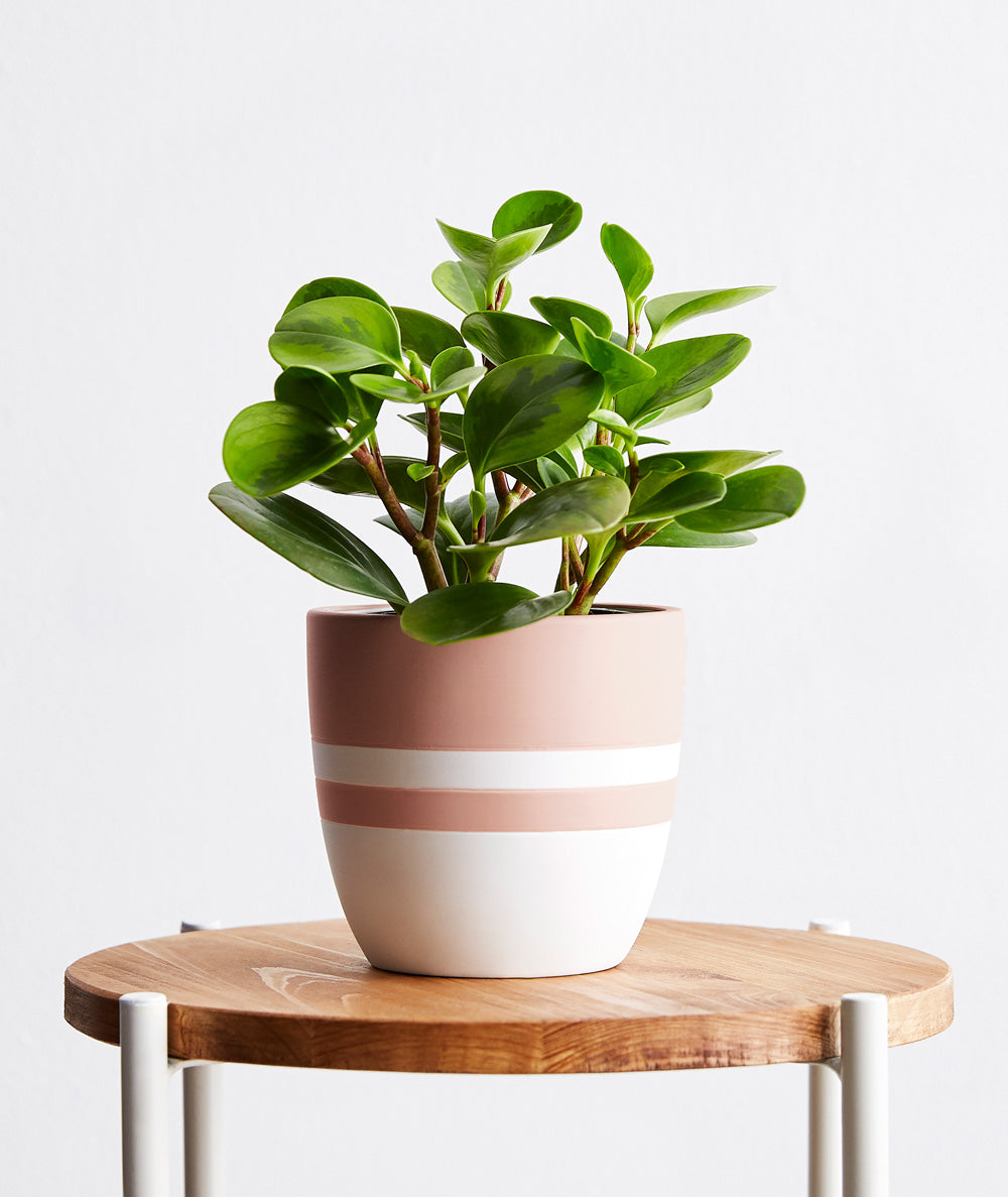 Peperomia - Ansel & Ivy