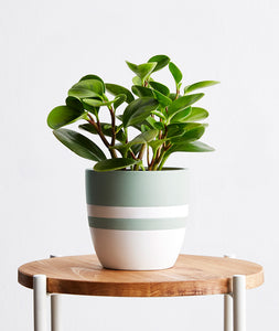 Peperomia obtusifolia plant. The best house plants for beginners and low-light spaces. Peperomia houseplants are safe for cats and not toxic to dogs. Shop online and choose from pet-friendly, air-purifying, and easy-to-grow houseplants and desk plants anyone can enjoy. Free shipping on orders $100+.