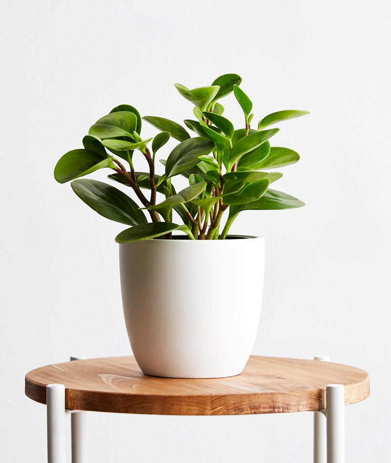 Peperomia obtusifolia plant. The best house plants for beginners and low-light spaces. Peperomia houseplants are safe for cats and not toxic to dogs. Shop online and choose from pet-friendly, air-purifying, and easy-to-grow houseplants and desk plants anyone can enjoy. Free shipping on orders $100+.