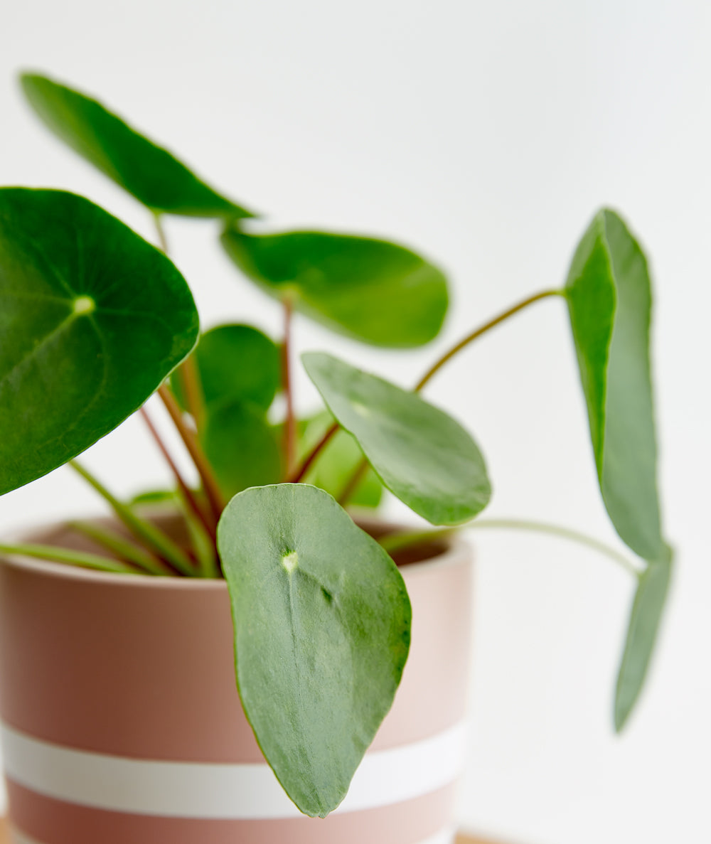 Pilea