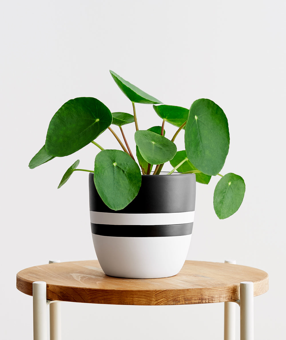 Pilea.