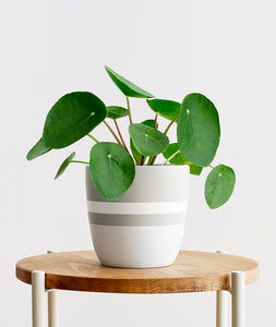 Pilea.