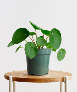 Pilea