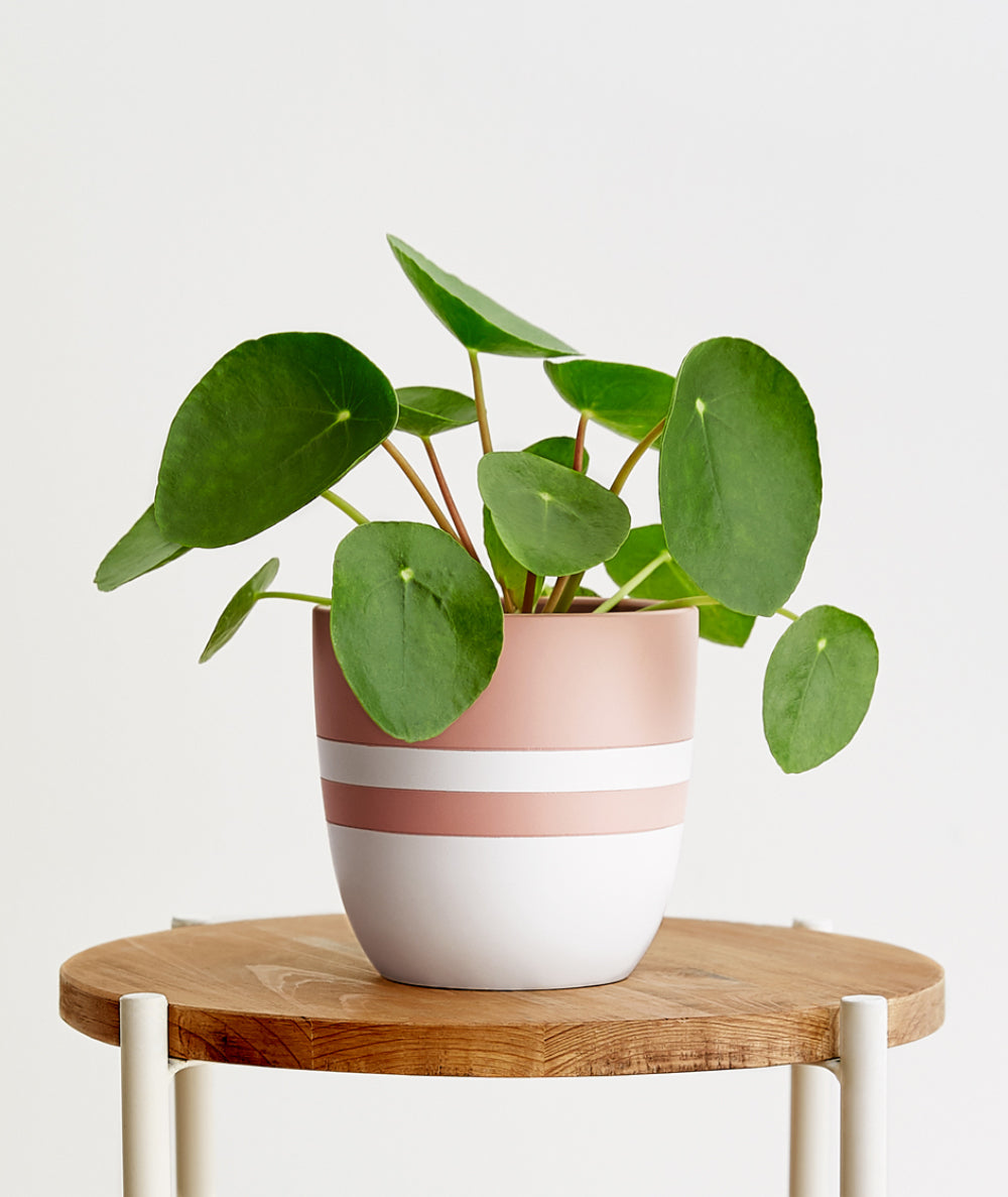 Pilea