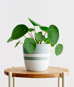 Pilea.