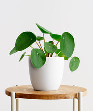 Load image into Gallery viewer, Pilea Peperomioides. Chinese Money Plant. Feng shui houseplant. Bring some positive energy to your home or office with this lucky plant. Shop online and choose from pet-friendly, air-purifying, and easy-to-grow houseplants anyone can enjoy. The perfect housewarming gift. Free shipping on orders $100+.