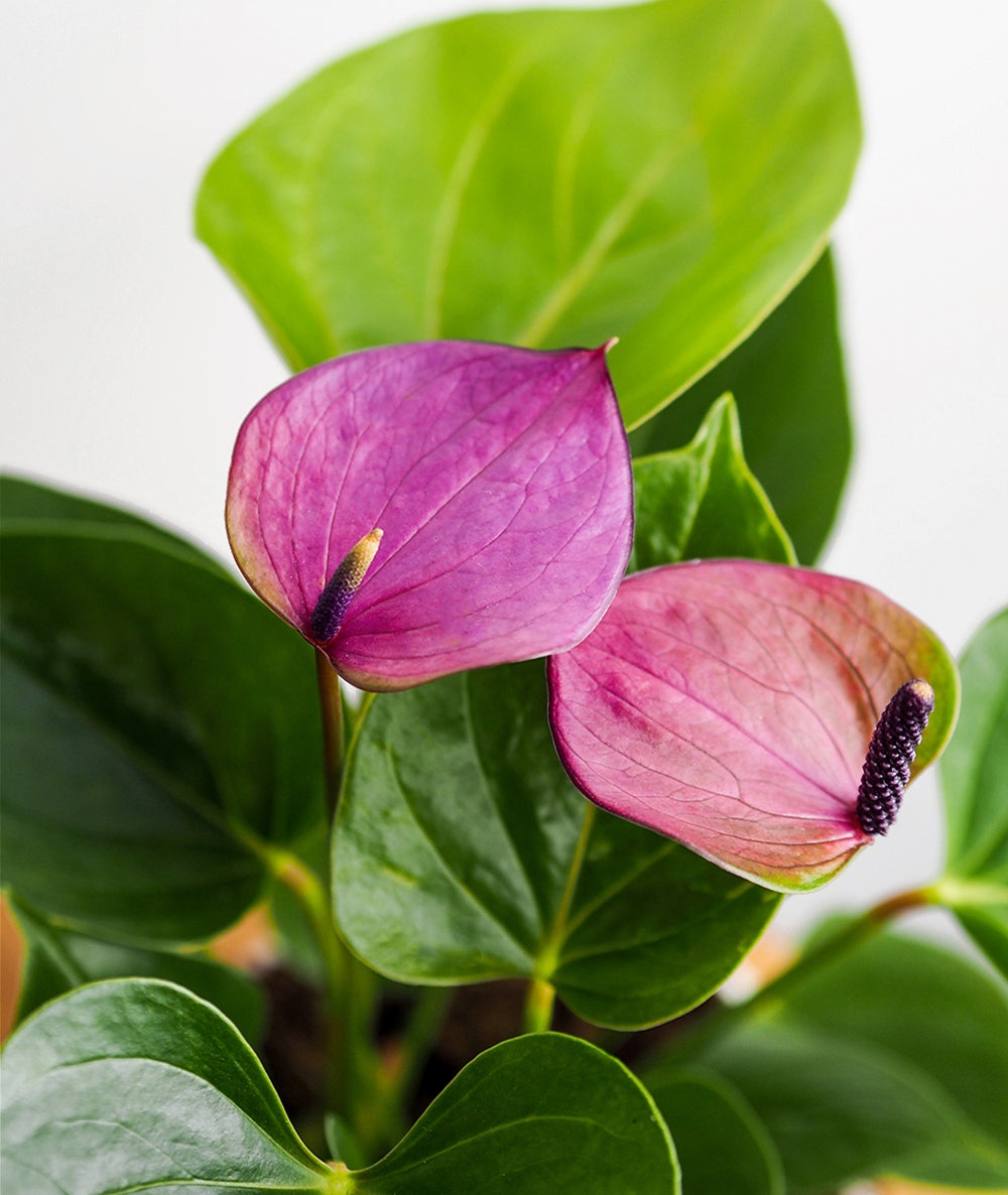 Pink Anthurium