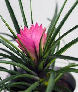 Pink Quill Tillandsia cyanea houseplant with pink leaves. air plant