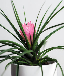 Pink Quill Tillandsia cyanea houseplant with pink leaves. air plant