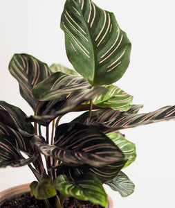 Pinstripe Calathea, Calathea ornata with striped pink leaves. Calathea houseplants are safe for cats and not toxic to dogs. Shop online and choose from pet-friendly, air-purifying, and easy-to-grow houseplants anyone can enjoy. Free shipping on orders $100+.