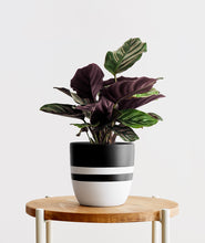 Load image into Gallery viewer, Pinstripe Calathea, Calathea ornata with striped pink leaves. Calathea houseplants are safe for cats and not toxic to dogs. Shop online and choose from pet-friendly, air-purifying, and easy-to-grow houseplants anyone can enjoy. Free shipping on orders $100+.