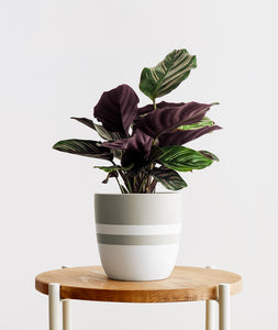 Pinstripe Calathea