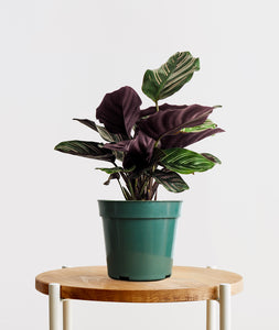 Pinstripe Calathea