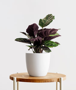 Pinstripe Calathea, Calathea ornata with striped pink leaves. Calathea houseplants are safe for cats and not toxic to dogs. Shop online and choose from pet-friendly, air-purifying, and easy-to-grow houseplants anyone can enjoy. Free shipping on orders $100+.