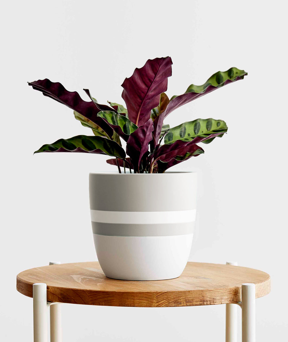 Rattlesnake Calathea