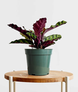 Rattlesnake Calathea