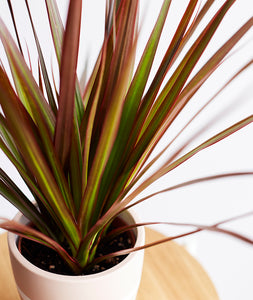 Red Dragon Tree, Dracaena marginata houseplant with red leaves. The best house plants for beginners. Shop online and choose from allergy-reducing, air-purifying, and easy-to-grow houseplants anyone can enjoy. Free shipping on orders $100+.