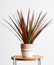 Load image into Gallery viewer, Red Dragon Tree, Dracaena marginata houseplant with red leaves. The best house plants for beginners. Shop online and choose from allergy-reducing, air-purifying, and easy-to-grow houseplants anyone can enjoy. Free shipping on orders $100+.