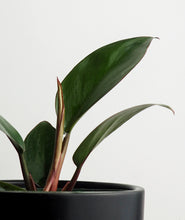 Load image into Gallery viewer, Rojo Congo Philodendron.