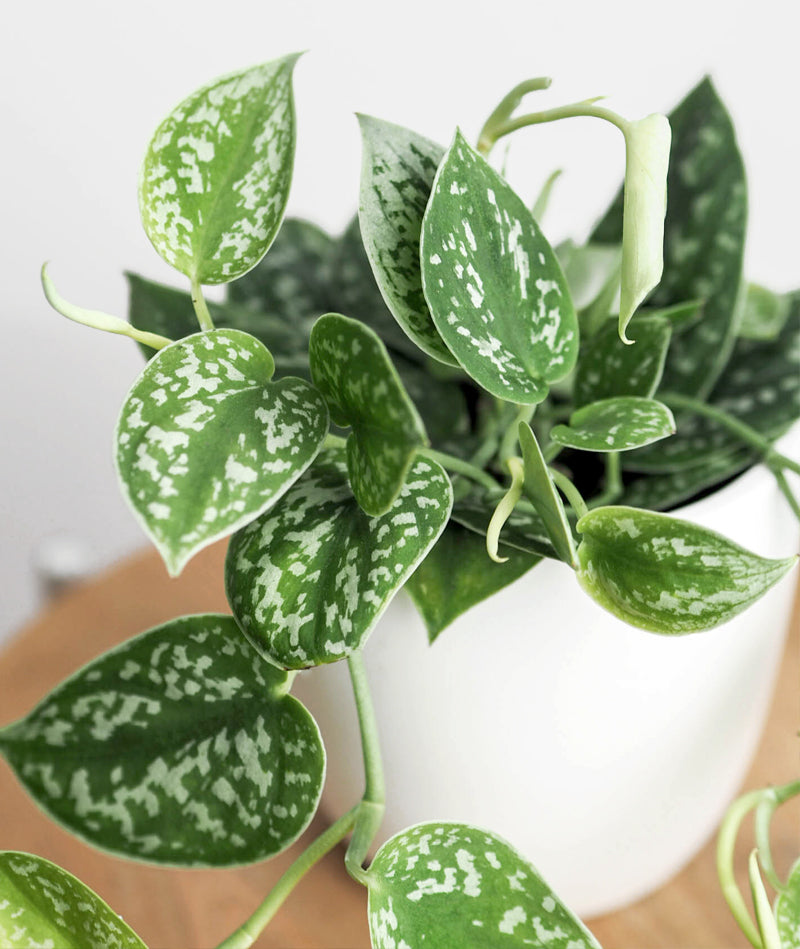 Satin Pothos