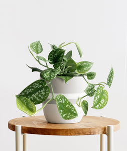 Satin Pothos