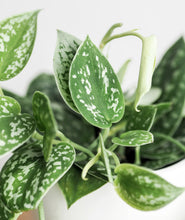 Load image into Gallery viewer, Satin Pothos