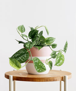 Satin Pothos