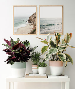 Ansel & Ivy premium houseplants. indoor plants decor.