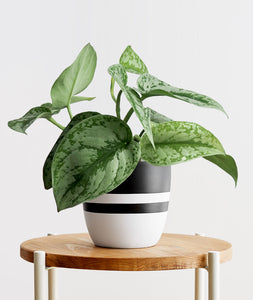 Silver Splash Pothos