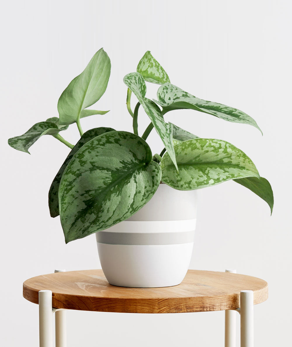 Silver Splash Pothos