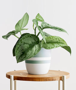 Silver Splash Pothos