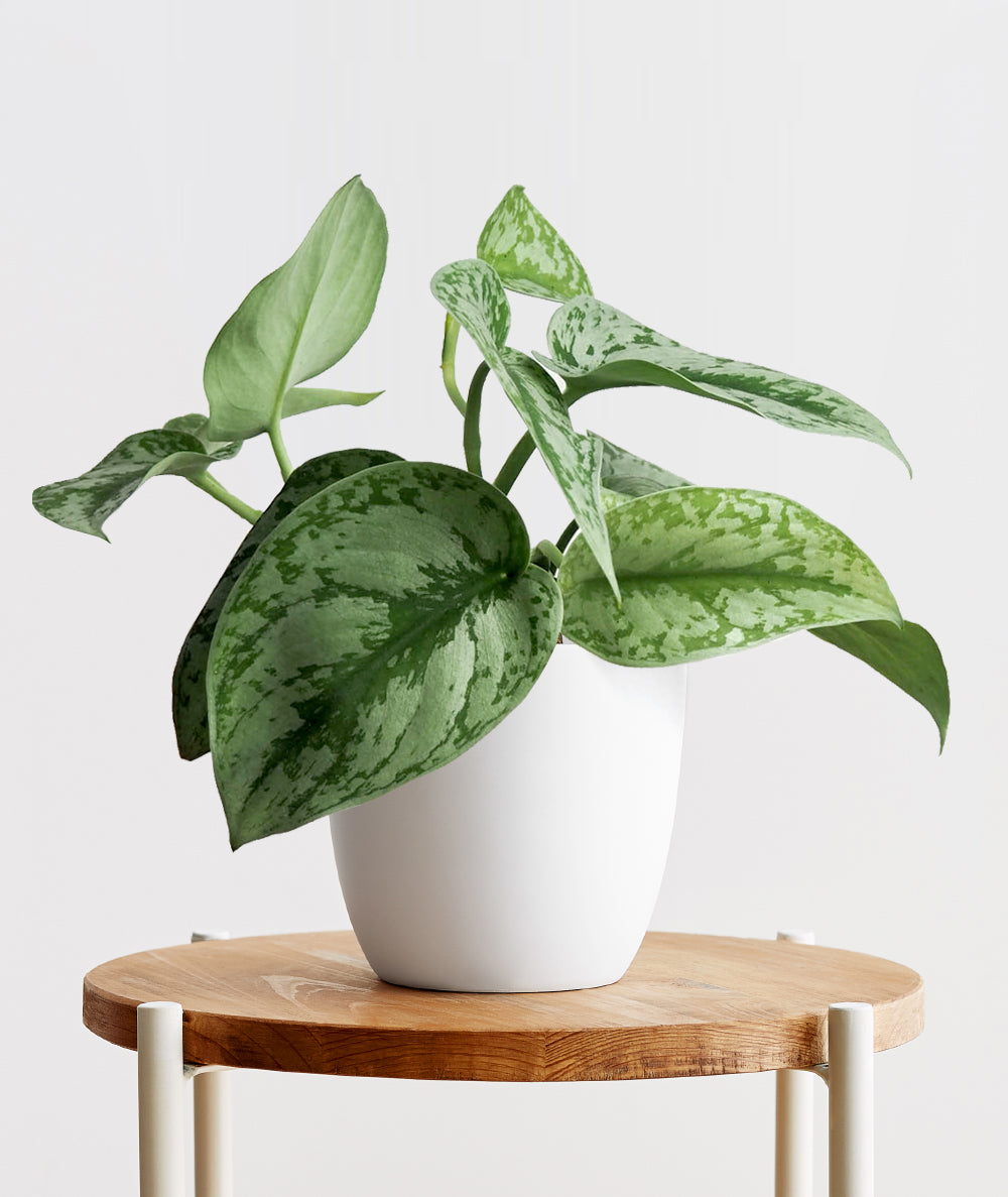 Silver Splash Pothos