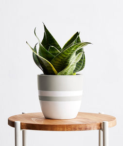 Snake Plant - Ansel & Ivy