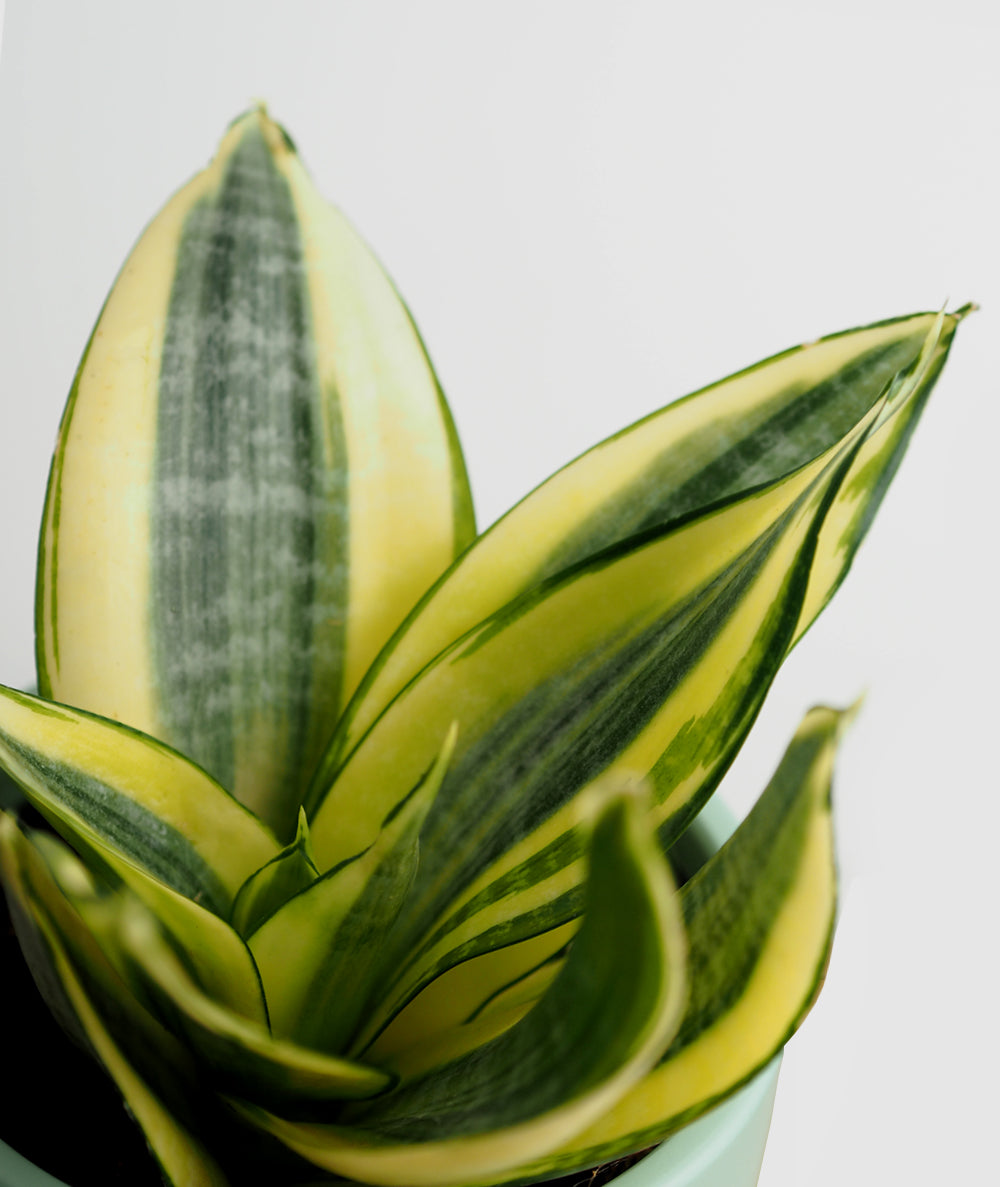 Snake Plant