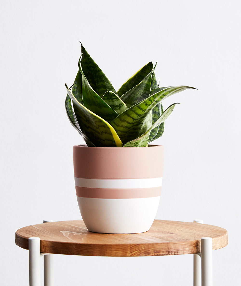 Snake Plant - Ansel & Ivy