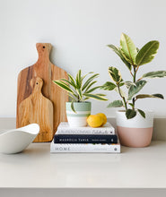 Load image into Gallery viewer, The best plants for kitchens. Styling plants in your kitchen. 