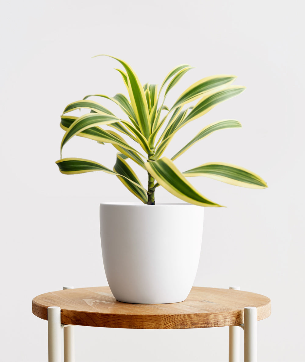 Song of India, Dracaena reflexa houseplant. The best house plants for beginners. Shop online and choose from allergy-reducing, air-purifying, and easy-to-grow houseplants anyone can enjoy. Free shipping on orders $100+.