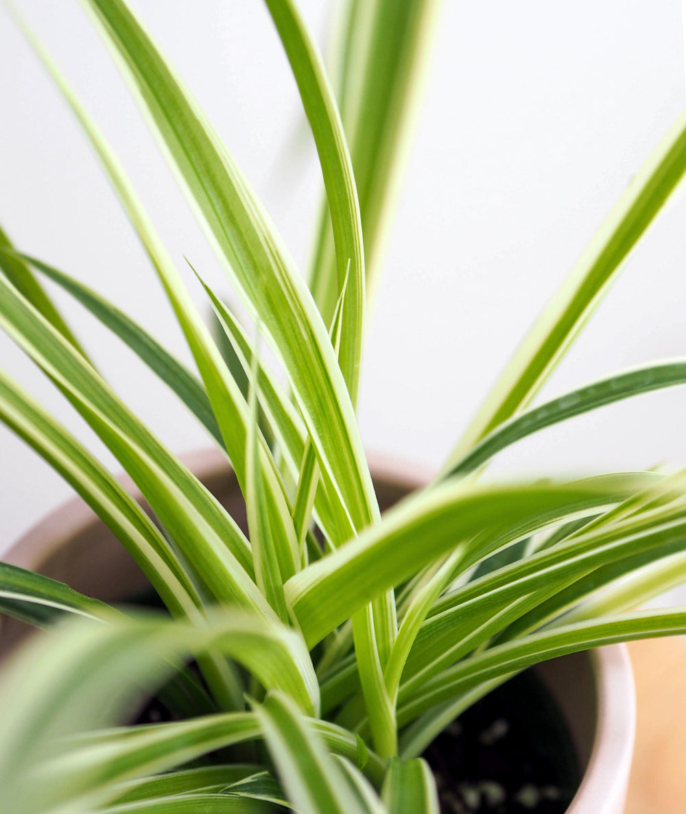 Spider Plant