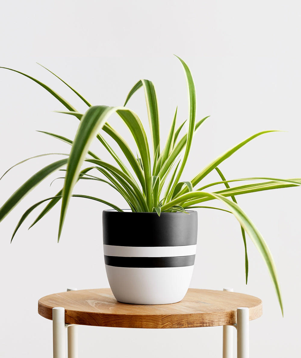 Spider Plant