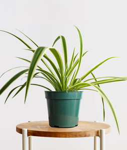 Spider Plant