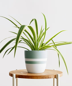 Spider Plant