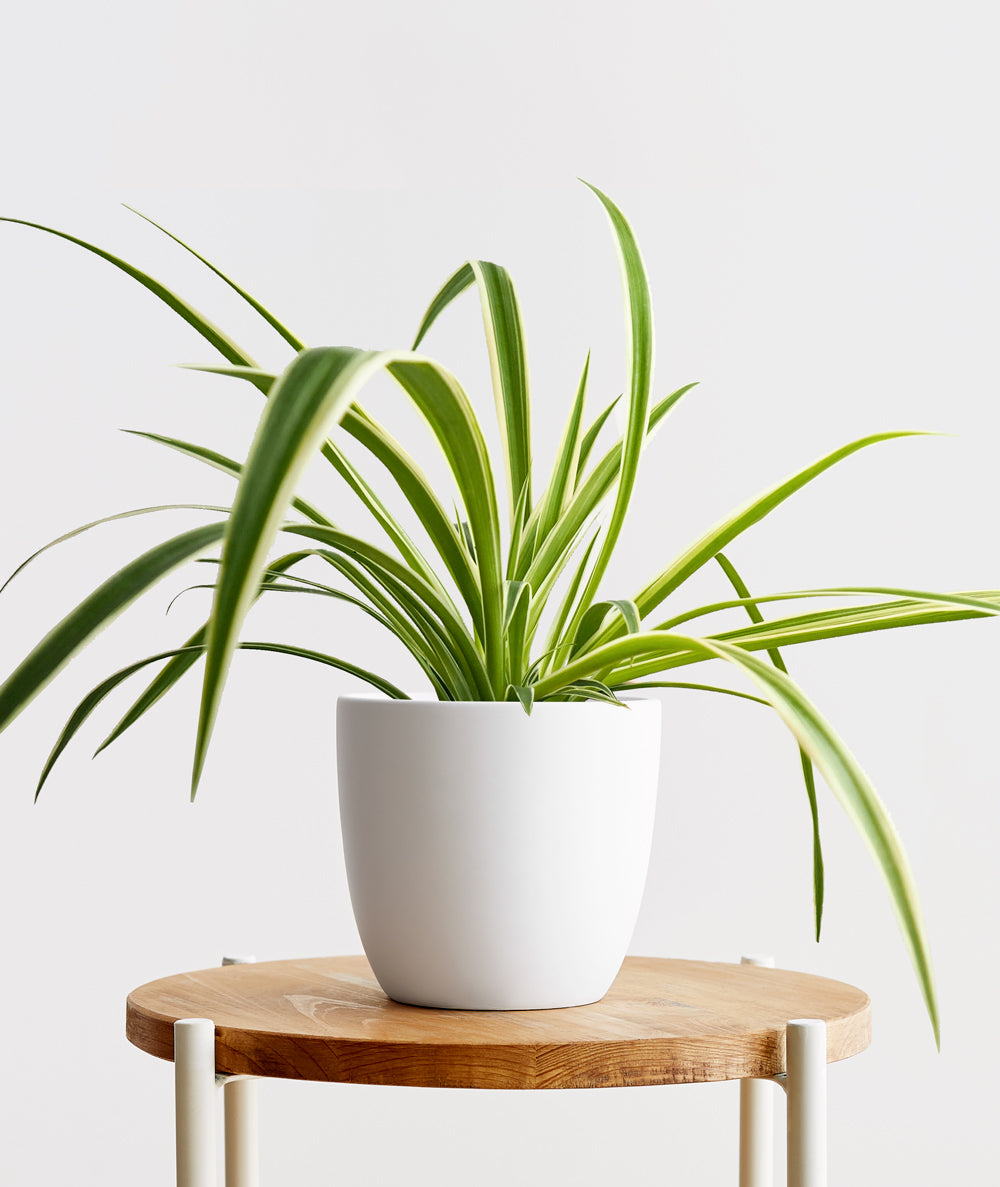 Spider Plant