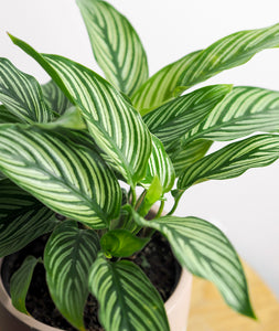 Vittata Calathea - Ansel & Ivy