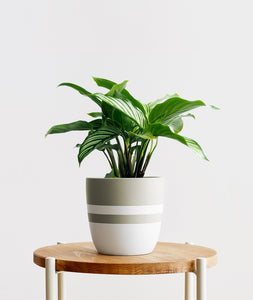 Vittata Calathea