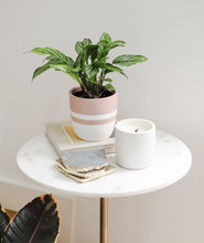 Load image into Gallery viewer, Vittata Calathea. Ansel & Ivy premium houseplants. indoor plants decor.