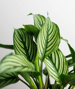 Vittata Calathea - Ansel & Ivy