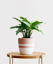 Load image into Gallery viewer, Vittata Calathea - Ansel & Ivy